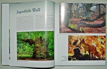 07 Jugendliebe Wald 800